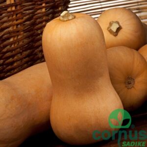 Buče maslenke Sibelle F1