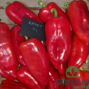 Paprika Kadet F1 (koničasta paprika, za pečenje in vlaganje)