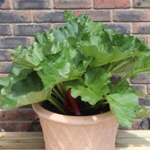 Rabarbara 'Sanvitos® Summer'