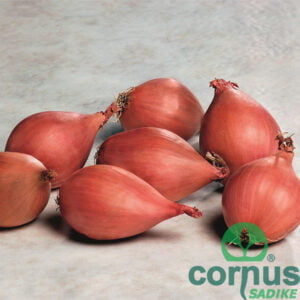 Čebula šalotka Conservor F1