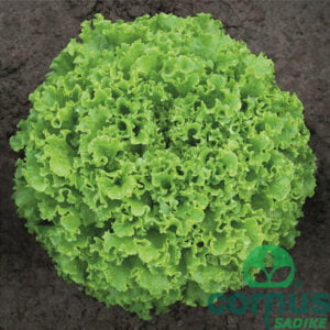 Solata Sementel (kristalka za zgodnjo spomladansko pridelavo)