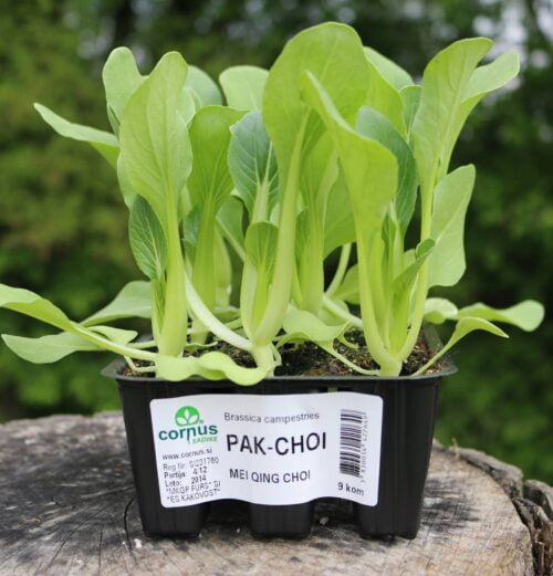 sadike pekinsko zelje pak choi