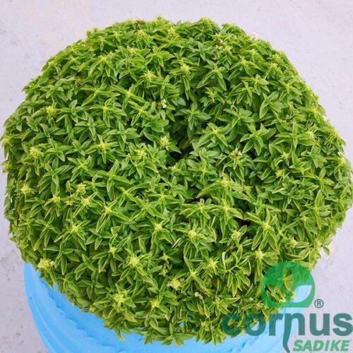 Drobnolistna bazilika Gythis, zelišča