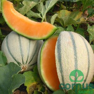 Melona - Ottavio F1