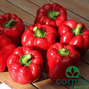 Paprika Batory F1 (zgodnja, zelena babura)