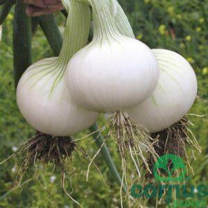 Čebula Hielo F1 (bela)