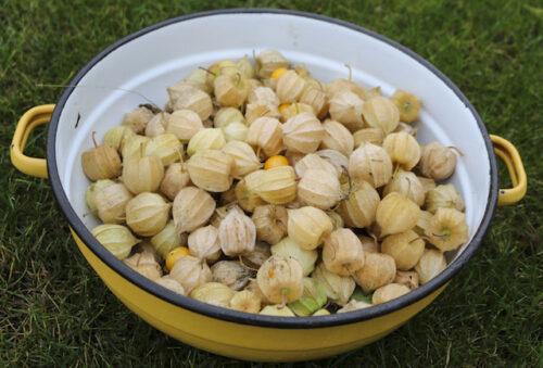 fizalis andska jagoda