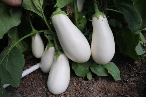 zelenjava vrt jajcevec