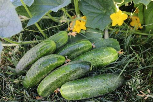 zelenjava vrt kumare