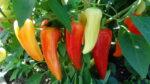 zelenjava vrt paprika