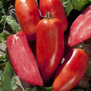 zelenjava vrt paradižnik