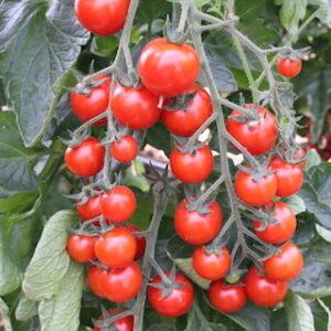 zelenjava vrt paradižnik