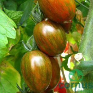 Paradižnik Crispino Plum F1 (zebrasti datelj)