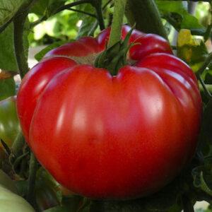 zelenjava vrt paradižnik