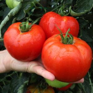 zelenjava vrt paradižnik
