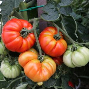 zelenjava vrt paradižnik