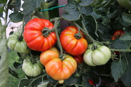 zelenjava vrt paradižnik