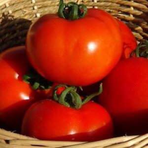 zelenjava vrt paradižnik