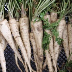 Zelišča - Korenasti peteršilj Arat