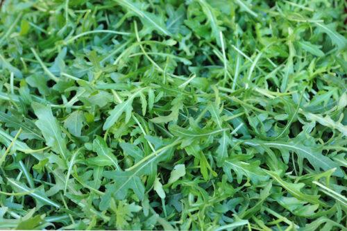 zelenjava solata vrt