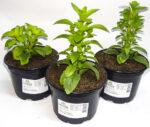 Stevia - naravno sladilo - sadike za vrt