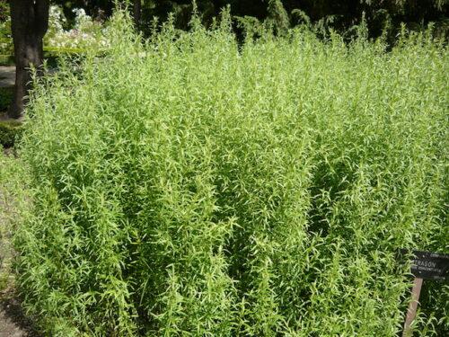 Začimbnice - Pehtran