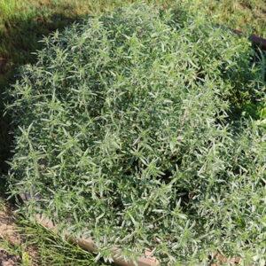 Začimbnice -Šetraj