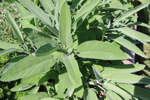 Začimbnice - Žajbelj