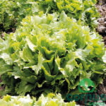 Solata endivija Brilliantes prodaja sadik