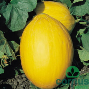 Sadike melone Jaune Canari