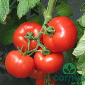 Grapolo lušt paradižnik sadike