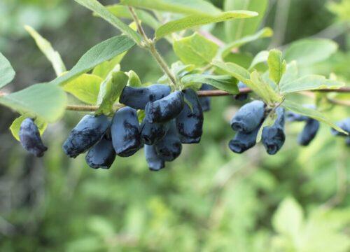 Sibirska borovnica - haskap jagode, Boreal Beauty