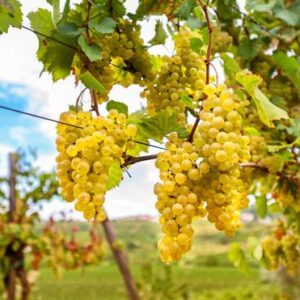 Vinska trta Pološki muškat (odporna, brez pešk)