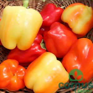 Paprika Šorokšari (odlična za kisanje & kuhanje)