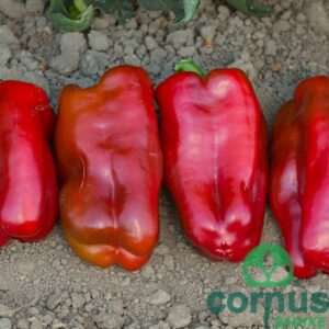 Paprika Tosca Red F1 (rdeča, sladka, sočna)