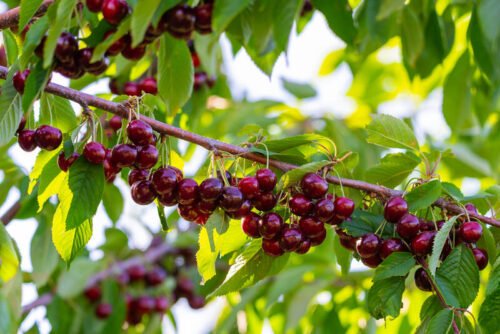 Češnja Hedelfinška