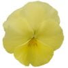 Ice Teenies® Lemon