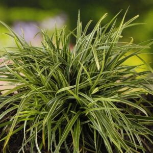 Okrasna trava Ice dance (Carex morrowii)