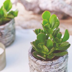 Sukulenta Crassula ovata