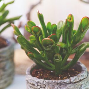 Sukulenta Horntree Tricolor (Crassula ovata)