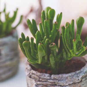 Sukulenta Horntree (Crassula ovata)