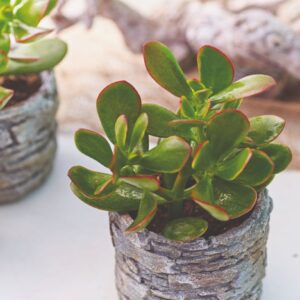 Sukulenta New Sunset (Crassula ovata)