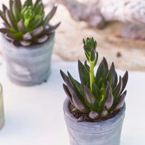 Sukulenta Echeveria affinis