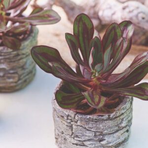 Sukulenta Echeveria nodulosa