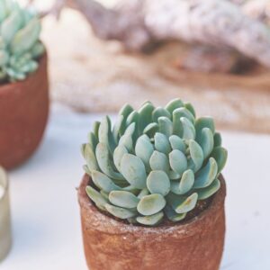 Sukulenta Echeveria scheideckeri