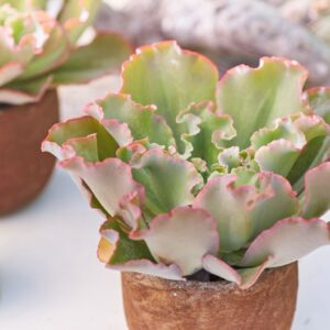 Sukulenta Giant blue (Echeveria cultivars)
