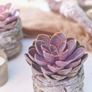 Sukulenta Pearl of Nürnberg (Echeveria cultivars)