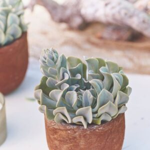 Sukulenta Topsy Turvy (Echeveria runyonii)