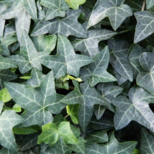 Bršljan (Hedera Helix, več barv)