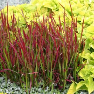 Okrasna trava Red Baron XXL (Imperata cylindrica)